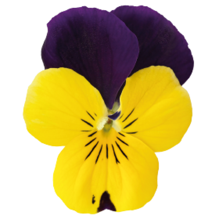 Viola Cornuta Admire "Yellow Purple Wing" - во саксија Ø9/Ø10